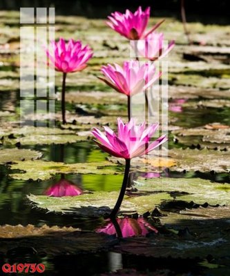 File tranh File gốc in tranh tổng hợp Q19750 (bản gốc) treo quán cafe