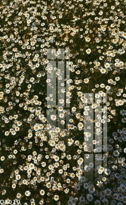 File tranh File gốc in tranh tổng hợp Q2010 (gốc) chủ đề thiên nhiên