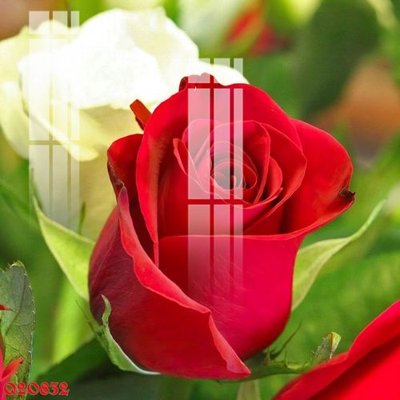 Tải file File gốc in tranh tổng hợp Q20832 (ảnh gốc) độ phân giải 300dpi