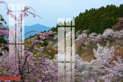 Download file gốc File gốc in tranh tổng hợp Q21432 (in lụa) cao cấp