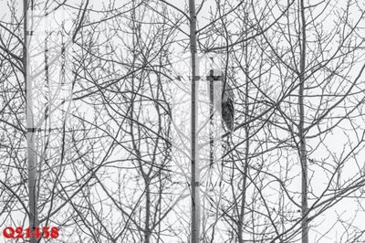 File PSD File gốc in tranh tổng hợp Q21438 (gốc) tách lớp chi tiết