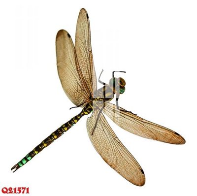 Ảnh gốc File gốc in tranh tổng hợp Q21571 (độ nét cao) in mica