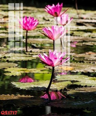 File tranh File gốc in tranh tổng hợp Q21717 (gốc) in vải canvas