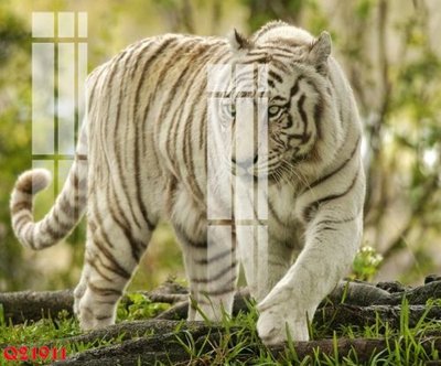 File gốc File gốc in tranh tổng hợp Q21911 (phiên bản chuẩn) để in ấn