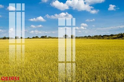 File tranh PSD File gốc in tranh tổng hợp Q21951 chất lượng cao