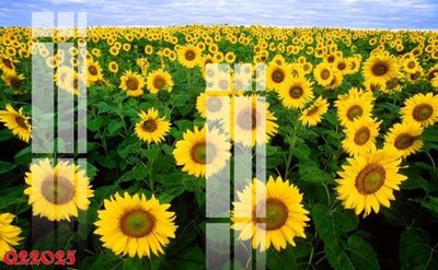 File gốc File gốc in tranh tổng hợp Q22025 (dành cho trang trí nội thất)