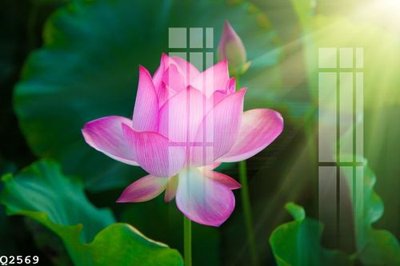 Download file File gốc in tranh tổng hợp Q2569 (gốc) cho xưởng in