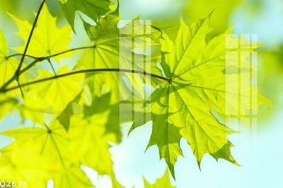 Tải file PSD File gốc in tranh tổng hợp Q2635 (nguyên layer) để in