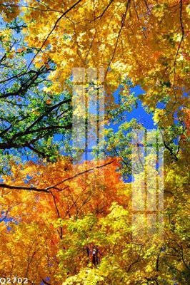 Ảnh gốc File gốc in tranh tổng hợp Q2702 (độ nét cao) in mica