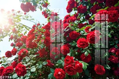 File tranh gốc in trần nhà File gốc in tranh tổng hợp Q2798 3D