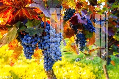 Ảnh gốc File gốc in tranh tổng hợp Q2865 (độ nét cao) in mica