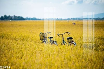 File tranh File gốc in tranh tổng hợp Q2874 (gốc) chủ đề thành phố