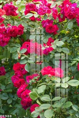 File tranh gốc File gốc in tranh tổng hợp Q2988 chủ đề hiện đại