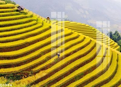 File PSD File gốc in tranh tổng hợp Q3984 (gốc) cho designer