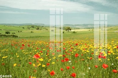 File in ấn File gốc in tranh tổng hợp Q4088 (bản gốc) chất lượng cao