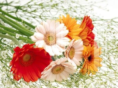 File gốc File gốc in tranh tổng hợp Q4480 (in mica) trang trí