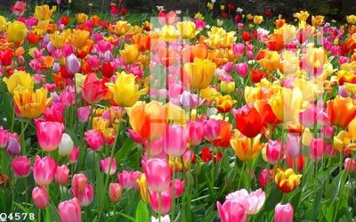 File tranh File gốc in tranh tổng hợp Q4578 (bản gốc) in lụa 5D