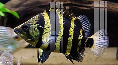 File tranh quảng cáo File gốc in tranh tổng hợp Q5156 (file gốc) chuyên nghiệp