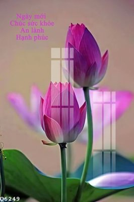 Tải file File gốc in tranh tổng hợp Q6249 (gốc) in nhanh