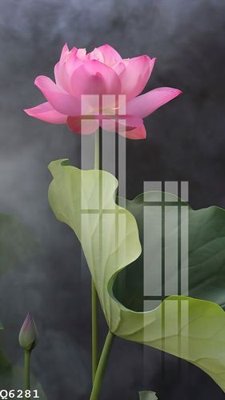 File in trần File gốc in tranh tổng hợp Q6281 (bản gốc) hoa văn