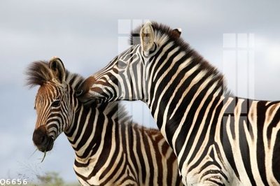 Download file tranh PSD File gốc in tranh tổng hợp Q6656 để chỉnh sửa