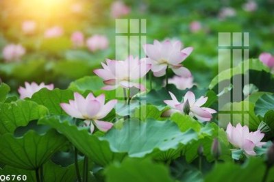 File tranh File gốc in tranh tổng hợp Q6760 (gốc) phong cách tối giản