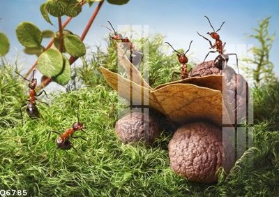 File gốc in ấn File gốc in tranh tổng hợp Q6785 độ phân giải cao