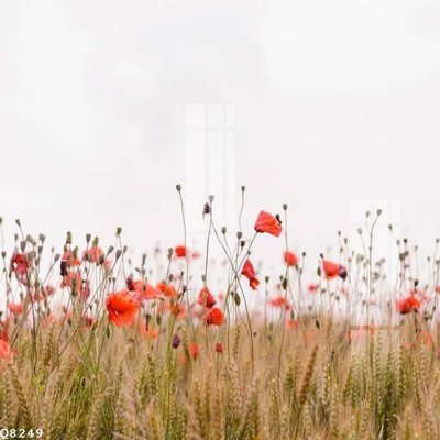 File in trần File gốc in tranh tổng hợp Q8249 (bản gốc) 5D