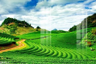 Tải file File gốc in tranh tổng hợp Q8831 (ảnh gốc) file TIFF