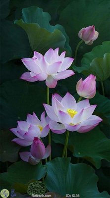 File PSD Tranh cửu ngư quần hội sen cá S136 (nguyên gốc) chất lượng cao