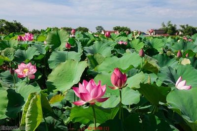 File in lụa Tranh cửu ngư quần hội sen cá S298 (phong cảnh) Tranh cửu ngư quần hội sen cá S298