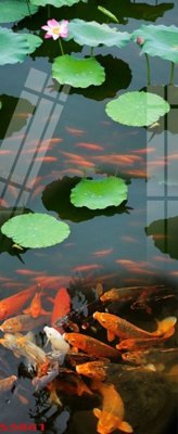 File tranh Tranh hoa sen cá cửu ngư quần hội S3861 (bản gốc) in lụa dán tường