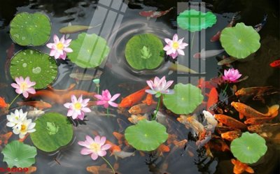 Download file gốc Tranh hoa sen cá cửu ngư quần hội S4009 (in lụa) cao cấp