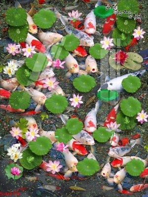 Tải file gốc Tranh hoa sen cá cửu ngư quần hội S4010 (in khổ lớn) không mờ