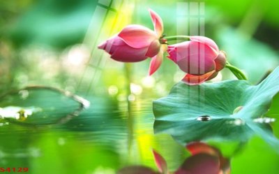 File gốc Tranh hoa sen cá cửu ngư quần hội S4129 (PSD/TIFF) độ phân giải cao