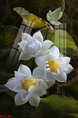 File in ấn Tranh hoa sen cá cửu ngư quần hội S4133 (bản gốc) từ file gốc