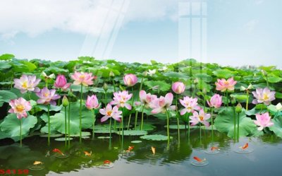 File gốc Tranh hoa sen cá cửu ngư quần hội S4159 (thiết kế) độc quyền