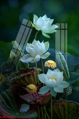 Tải file gốc Tranh hoa sen cá cửu ngư quần hội S4203 (in khổ lớn) quảng cáo