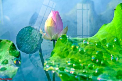 File gốc Tranh hoa sen cá cửu ngư quần hội S4208 (trang trí) cho phòng khách