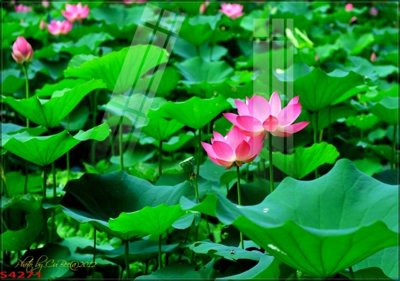 Tải file Tranh hoa sen cá cửu ngư quần hội S4271 (gốc) làm file in ấn