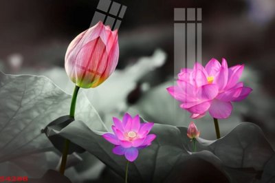 Tải file tranh Tranh hoa sen cá cửu ngư quần hội S4288 (ảnh gốc) ngay