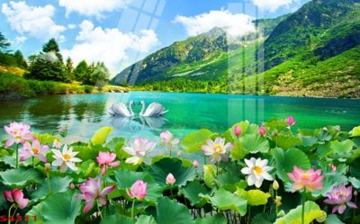 File gốc Tranh hoa sen cá cửu ngư quần hội S4311 (in lụa) chi tiết cao