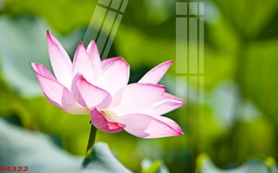 File in trần Tranh hoa sen cá cửu ngư quần hội S4322 (file gốc) chủ đề vũ trụ