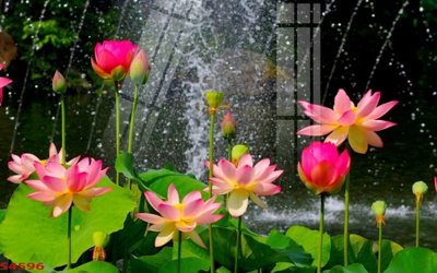 File tranh gốc Tranh hoa sen cá cửu ngư quần hội S4596 (bản quyền) file PSD