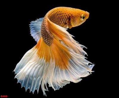 Tải file Tranh cửu ngư quần hội sen cá S460 (gốc) in ấn ngay lập tức