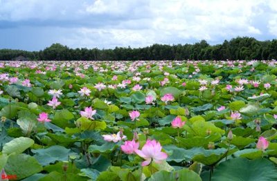 File tranh Tranh cửu ngư quần hội sen cá S461 (bản gốc) in canvas