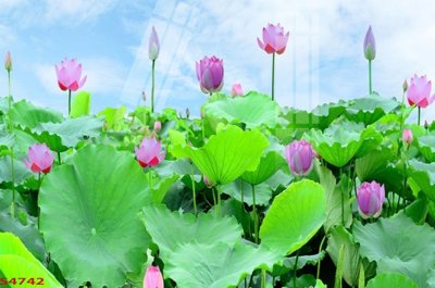 File gốc Tranh hoa sen cá cửu ngư quần hội S4742 (PNG) chất lượng cao