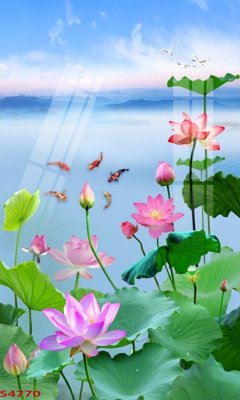 File gốc Tranh hoa sen cá cửu ngư quần hội S4770 (in tráng gương) ốp tường