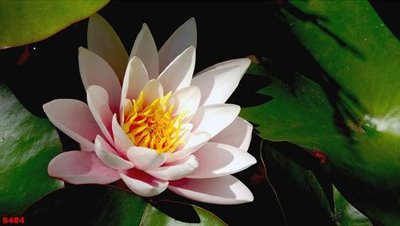 Tải file gốc Tranh cửu ngư quần hội sen cá S484 (in khổ lớn) không vỡ