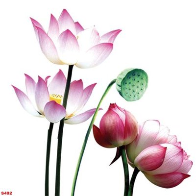 File in ấn Tranh cửu ngư quần hội sen cá S492 (bản gốc) sắc nét